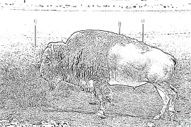 bison Coloring Pages To Print